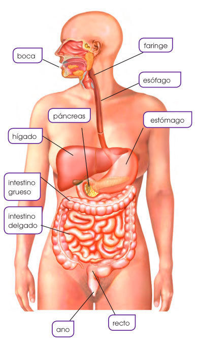 Mapa de imagen del aparato digestivo